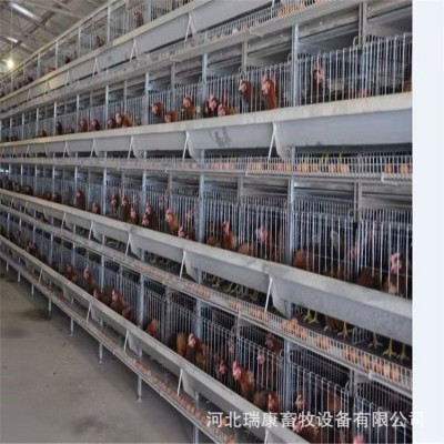 雞籠廠家養(yǎng)殖設(shè)備 蛋雞籠 肉雞籠 小雞龍 鵪鶉籠 可做全自動(dòng)設(shè)備